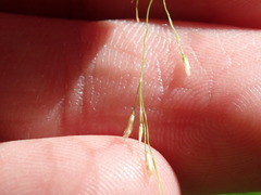 Leersia