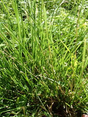 Leersia