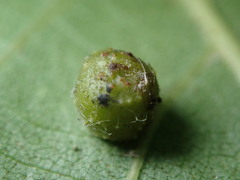 Caryomyia tuberculata