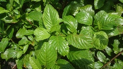 Maesa lanyuensis