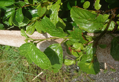 Maesa lanyuensis