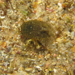 Isocladus armatus