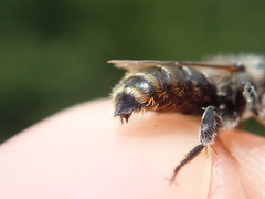 Osmia aurulenta