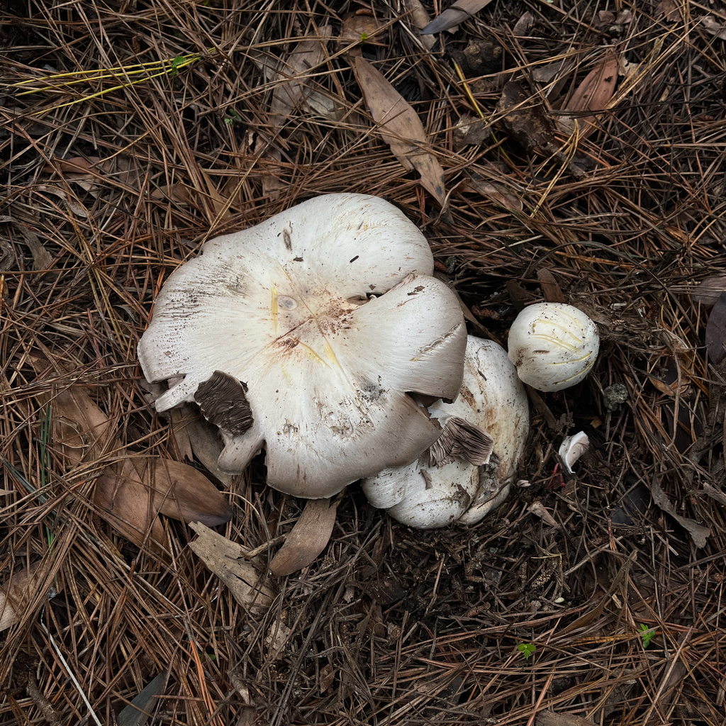 Agaricus xanthodermus · May 2025 · photo: © cristianriquelme (iNaturalist, cc-by)