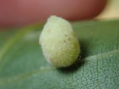 Caryomyia persicoides