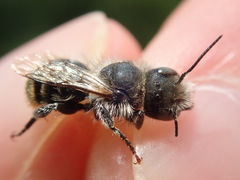 Osmia aurulenta