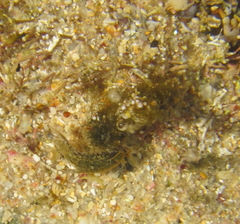 Isocladus armatus
