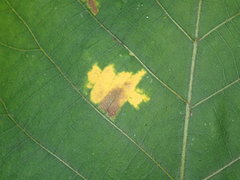 Gnomonia caryae