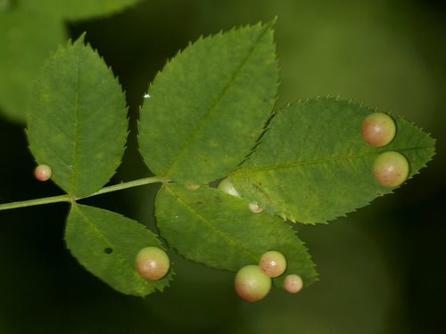 Smooth Pea Gall Wasp
