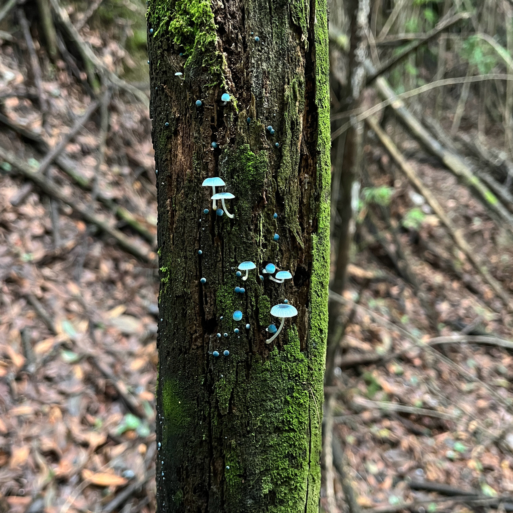 Mycena cyanocephala · May 2025 · photo: © cristianriquelme (iNaturalist, cc-by)