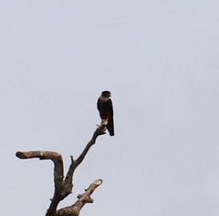 Falco rufigularis image