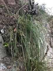 Mason Brock, CC0, iNaturalist via GBIF Allium virgunculae, photograph Mason Brock, CC0, iNaturalist via GBIF