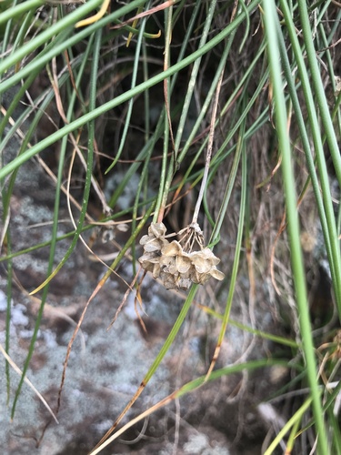 Allium virgunculae, photograph 4