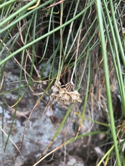 Mason Brock, CC0, iNaturalist via GBIF Allium virgunculae, photograph Mason Brock, CC0, iNaturalist via GBIF