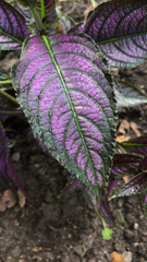 Strobilanthes auriculata dyeriana