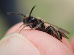 Andrena bicolor