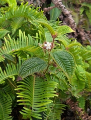 Clidemia hirta, recorded fruiting