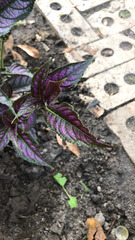 Strobilanthes auriculata dyeriana