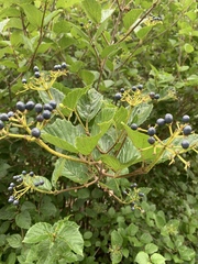 Viburnum rafinesqueanum