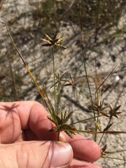 Cyperus filicinus