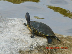 Trachemys venusta iversoni
