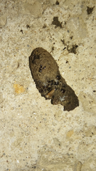 Sclerophrys mauritanica