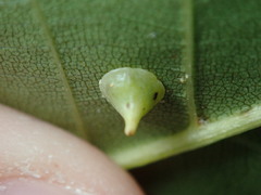 Caryomyia sanguinolenta