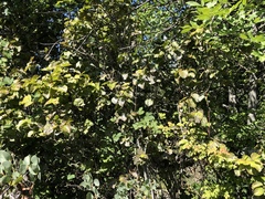 Viburnum ellipticum
