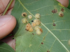 Caryomyia holotricha