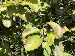 Viburnum ellipticum