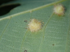 Caryomyia holotricha