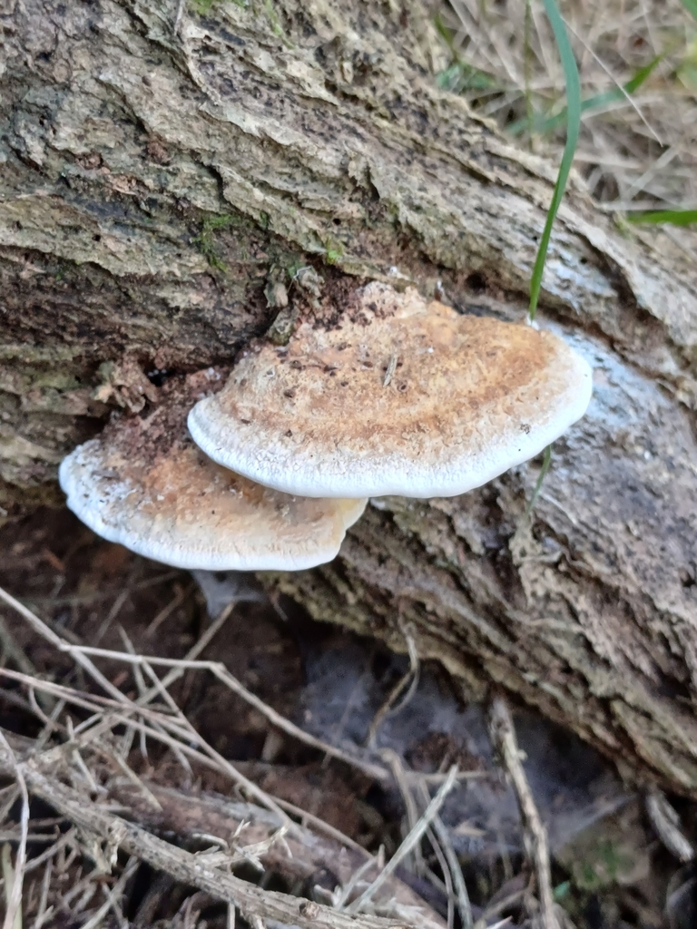 Truncospora ochroleuca · May 2025 · photo: © steviakiwi23 (iNaturalist, cc0)