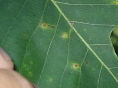 Caryomyia holotricha