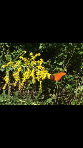 Dryas iulia