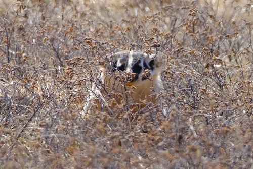Eastern American Badger photographed in Michigan