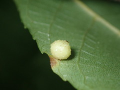 Caryomyia tuberculata