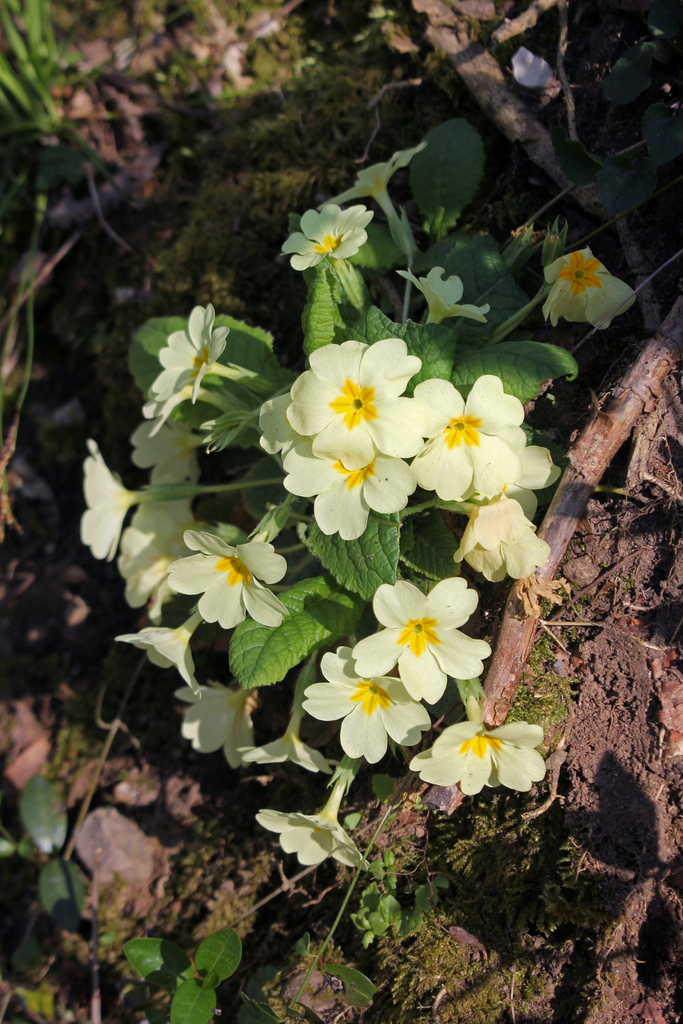Primula vulgaris