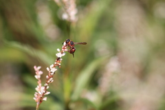 Euodynerus hidalgo hidalgo