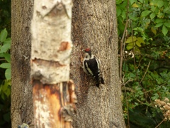 Dendrocopos major