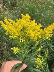 Solidago altissima