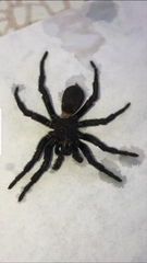 Amblyocarenum walckenaeri