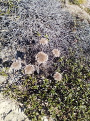 Daucus carota halophilus