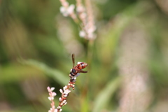 Euodynerus hidalgo hidalgo
