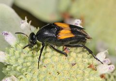 Macrosiagon dimidiata