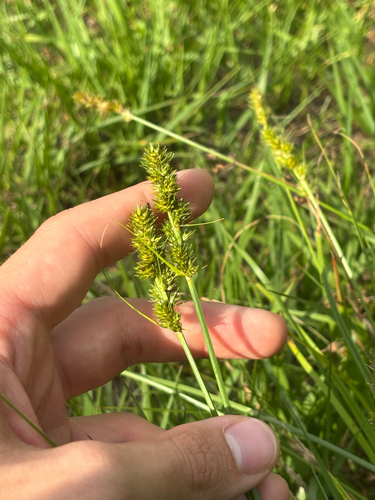 Hammock Sedge (Carex fissa)