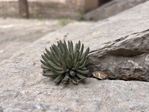 Orostachys fimbriata