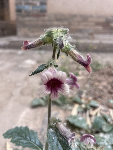 Rehmannia