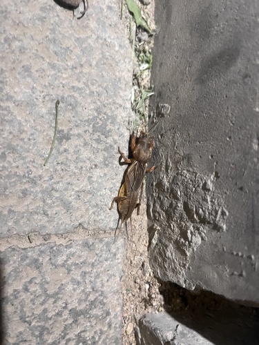 Oriental Mole Cricket