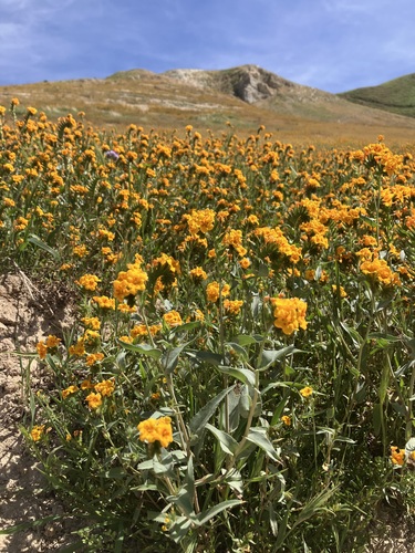 Green fiddleneck (Amsinckia vernicosa)