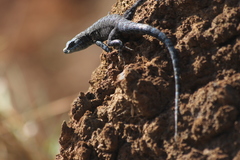 Urosaurus auriculatus
